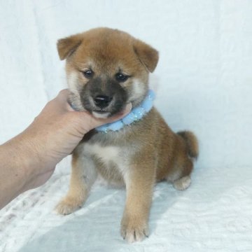 柴犬(標準サイズ)【静岡県・男の子・2023年11月10日・赤】の写真「綺麗な顔立ちの赤柴オス子犬です。」