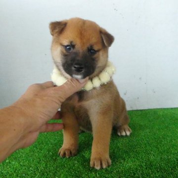 柴犬(標準サイズ)【静岡県・女の子・2024年8月2日・赤】の写真「綺麗な顔立ちの赤柴メス子犬です。」