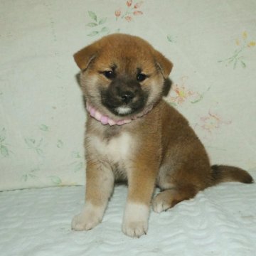 柴犬(標準サイズ)【静岡県・女の子・2023年11月20日・赤】の写真「従順で賢い子犬です。」