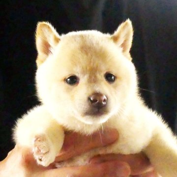 柴犬(豆柴)【静岡県・女の子・2024年8月15日・白】の写真「綺麗な顔立ちの白豆柴メスです。」