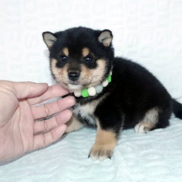 柴犬(豆柴)【静岡県・男の子・2024年2月29日・黒】の写真「綺麗な顔立ちの黒豆柴オス子犬です。」