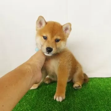 柴犬【静岡県・男の子・2024年8月8日・赤】綺麗な顔立ちの赤柴オス子犬です。｜みんなのブリーダー（子犬ID：2409-07413）