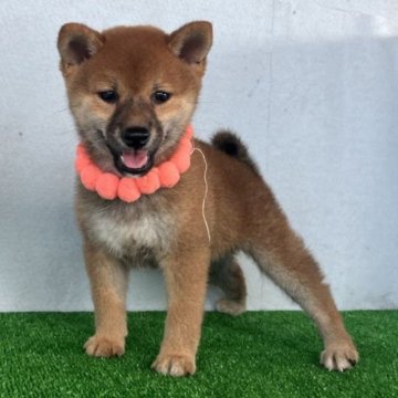 柴犬(豆柴)【静岡県・女の子・2024年6月16日・赤】の写真「綺麗な顔立ちの赤豆柴メス子犬です。」