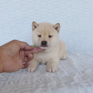 柴犬(豆柴)【静岡県・男の子・2023年4月20日・白】の写真「綺麗な顔立ちの白豆柴オスです。」