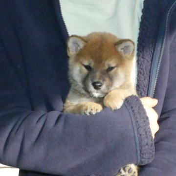 柴犬(標準サイズ)【静岡県・男の子・2023年11月10日・赤】の写真「綺麗な顔立ちの赤柴オス子犬です。」