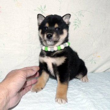 柴犬(標準サイズ)【静岡県・男の子・2023年12月28日・黒】の写真「綺麗な顔立ちの黒柴オス子犬です。」