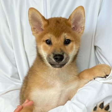 柴犬(標準サイズ)【静岡県・男の子・2024年7月6日・赤】の写真「綺麗な顔立ちの赤柴オス子犬です。」