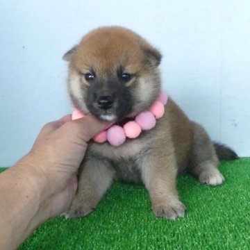 柴犬(標準サイズ)【静岡県・女の子・2024年7月6日・赤】の写真「綺麗な顔立ちの赤柴メス子犬です。」