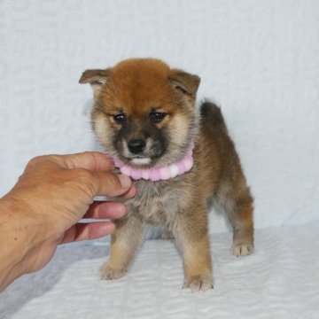 柴犬(標準サイズ)【静岡県・女の子・2023年4月1日・赤】の写真「綺麗な顔立ちの赤柴雌子犬です。」