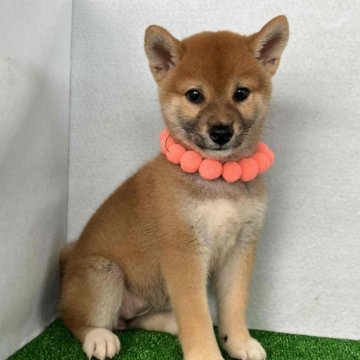 柴犬(標準サイズ)【静岡県・女の子・2024年4月30日・赤】の写真「綺麗な顔立ちの赤柴メス子犬です。」