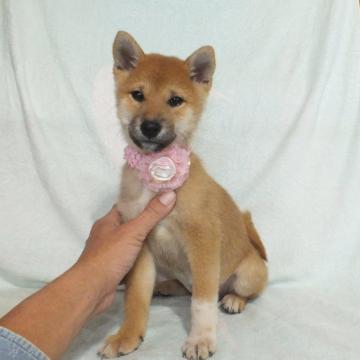 柴犬(標準サイズ)【静岡県・女の子・2022年8月17日・赤】の写真「綺麗な顔立ちの赤柴メスです。」