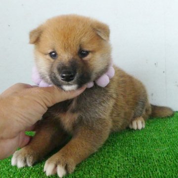 柴犬(標準サイズ)【静岡県・男の子・2024年8月2日・赤】の写真「綺麗な顔立ちの赤柴オス子犬です。」