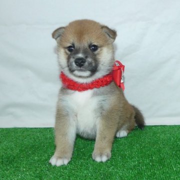 柴犬(標準サイズ)【静岡県・女の子・2024年9月27日・赤】の写真「綺麗な顔立ちの赤柴雌子犬です。」