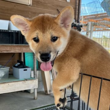 柴犬(標準サイズ)【静岡県・男の子・2024年7月6日・赤】の写真「綺麗な顔立ちの赤柴オス子犬です。」