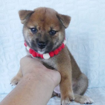 柴犬(標準サイズ)【静岡県・女の子・2023年6月21日・赤】の写真「綺麗な顔立ちの赤柴メス子犬です。」