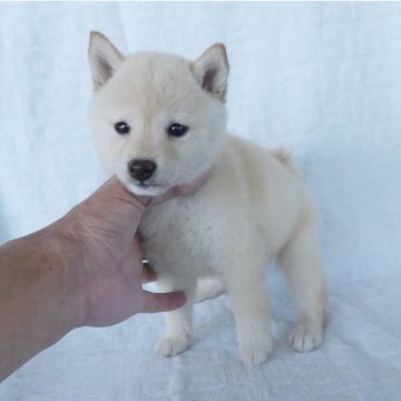 柴犬(豆柴)【静岡県・女の子・2024年3月12日・白】の写真「綺麗な顔立ちの白豆柴メス子犬です。」