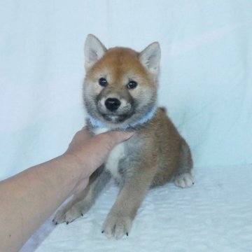 柴犬(標準サイズ)【静岡県・男の子・2024年3月14日・赤】の写真「綺麗な顔立ちの赤柴オス子犬です。」