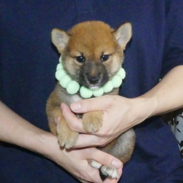 柴犬(標準サイズ)【静岡県・男の子・2024年5月21日・赤】の写真「小ぶりな柴犬をお探しの方に！」