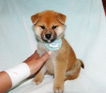 柴犬(標準サイズ)【静岡県・男の子・2022年3月19日・赤】の写真「綺麗な顔立ちの赤柴オス子犬です。」