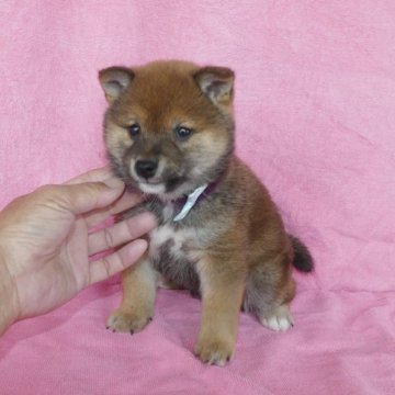 柴犬(豆柴)【静岡県・男の子・2023年3月4日・赤】の写真「綺麗な顔立ちの赤豆柴オスです。(豆柴認4代祖以上)」