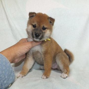 柴犬(標準サイズ)【静岡県・女の子・2022年10月2日・赤】の写真「綺麗な顔立ちの赤柴メスです。」