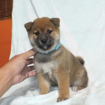 柴犬(標準サイズ)【静岡県・男の子・2022年10月17日・赤】の写真「綺麗な顔立ちの赤柴オスです。」