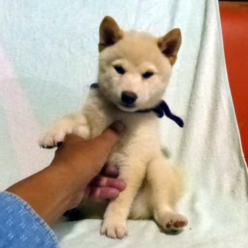 柴犬(豆柴)【静岡県・男の子・2022年8月6日・白】の写真「綺麗な顔立ちの白豆柴オス子犬です。」