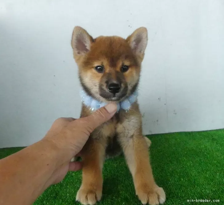 柴犬【静岡県・男の子・2024年7月6日・赤】綺麗な顔立ちの赤柴オス子犬です。｜みんなのブリーダー（子犬ID：2408-02659）