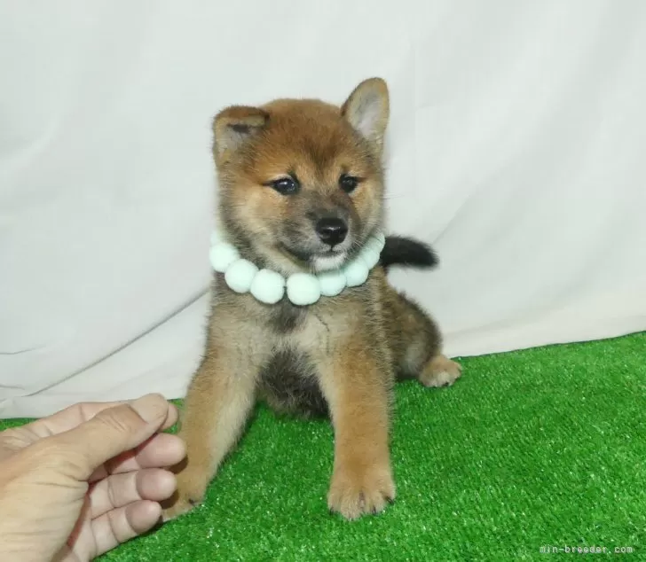 綺麗な顔立ちの赤柴オス子犬です。 | 柴犬(標準サイズ)