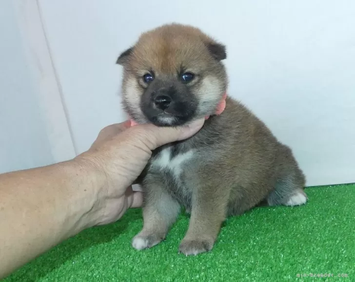 綺麗な顔立ちの赤柴雌子犬です。 | 柴犬(標準サイズ)