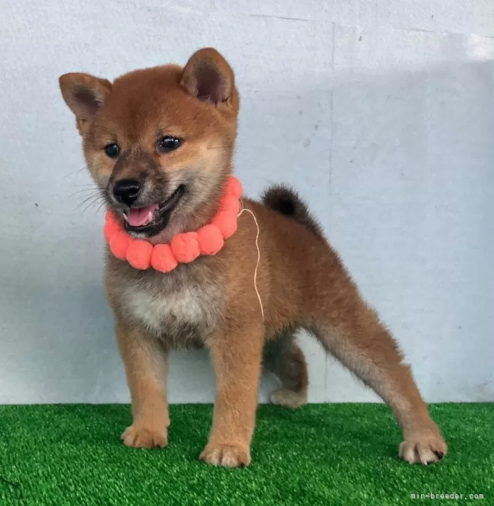 綺麗な顔立ちの赤豆柴メス子犬です。 | 豆柴