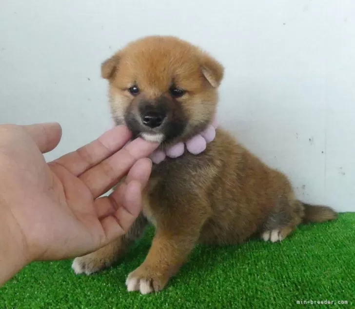 綺麗な顔立ちの赤柴オス子犬です。 | 柴犬(標準サイズ)