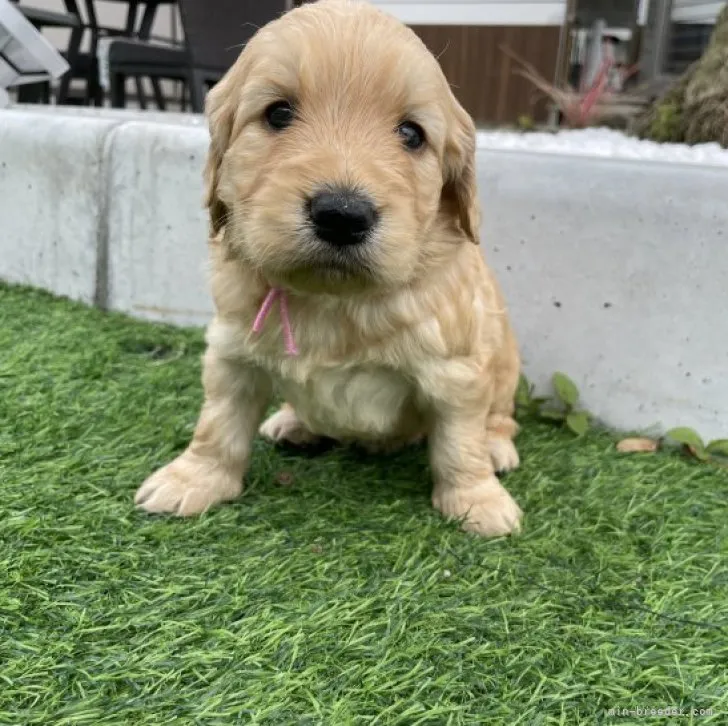 S.Ｉ 様のお迎えした子犬