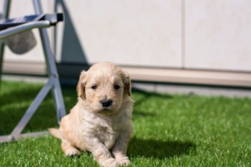 ミックス(スタンダードプードル ×ゴールデンレト)【茨城県・男の子・2022年1月28日・クリーム】の写真「大人気の大型犬ミックス」