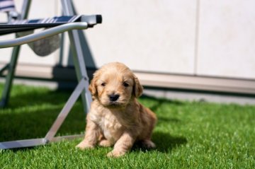 ミックス(スタンダードプードル ×ゴールデンレト)【茨城県・男の子・2022年1月28日・クリーム】の写真「大人気の大型犬ミックス」