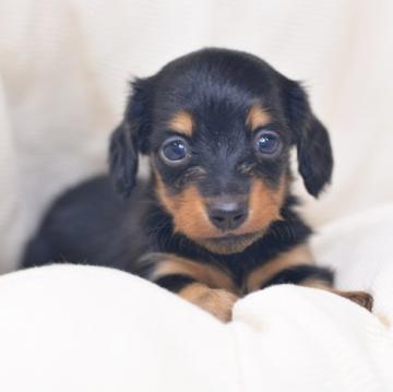 ミニチュアダックスフンド(ロング)【茨城県・男の子・2022年7月11日・ブラックタン】の写真「しっかりカラーの男の子⚽」