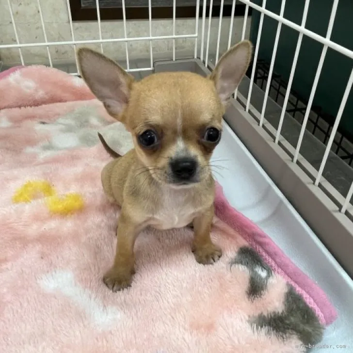 N.K 様のお迎えした子犬