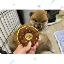 柴犬(標準サイズ)【京都府・男の子・2024年11月18日・赤】の写真11