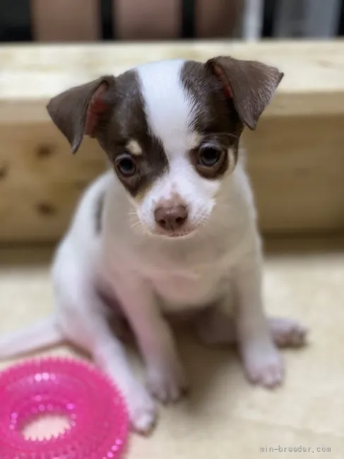 シオ 様のお迎えした子犬