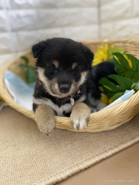 柴犬(標準サイズ)【京都府・女の子・2021年7月3日・黒】の写真1「2021/08/16📸」