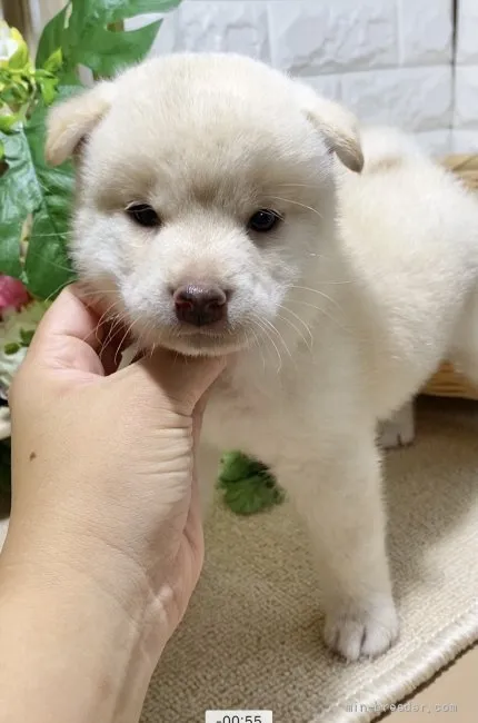 柴犬(標準サイズ)【京都府・女の子・2021年7月10日・白柴】の写真1「2021/08/26📸」