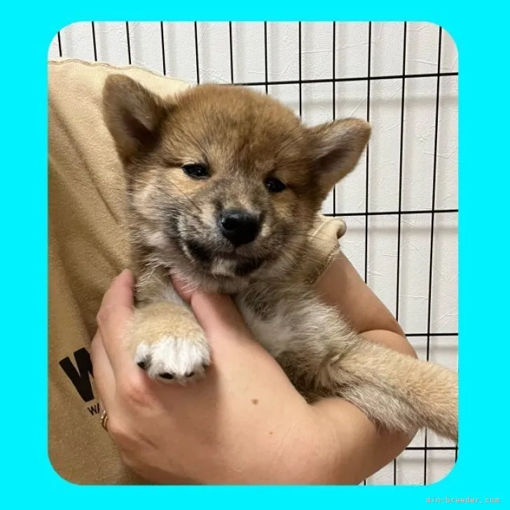 柴犬(標準サイズ)【京都府・男の子・2023年5月7日・赤】の写真1「2023/07/02📸」