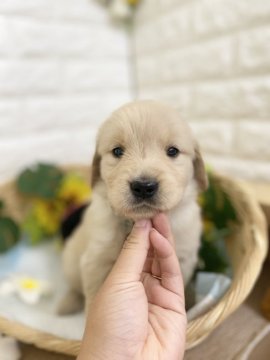 ゴールデンレトリバー【京都府・女の子・2021年6月26日・ゴールド】の写真「むちむちな女の子🐶🌈」