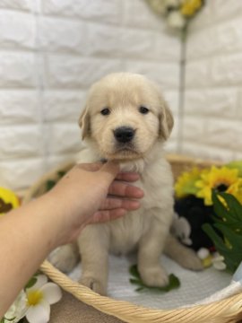 ゴールデンレトリバー【京都府・男の子・2021年6月26日・ゴールド】の写真「どっしりした男の子🐶🌈」