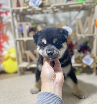 柴犬(標準サイズ)【京都府・男の子・2021年9月27日・黒】の写真「可愛い男の子🐶🌈」