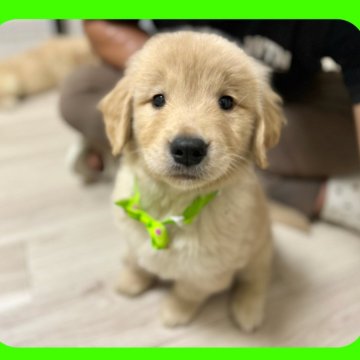 ゴールデンレトリバーの子犬を探す｜ブリーダー直販の子犬販売【みんなのブリーダー】