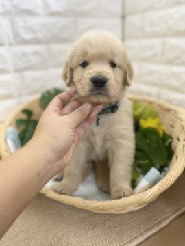 ゴールデンレトリバー【京都府・男の子・2021年6月26日・ゴールド】の写真「1番小柄の男の子🐶🌈」