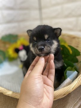 柴犬(標準サイズ)【京都府・男の子・2021年7月10日・黒】の写真「小顔の男の子🌈」