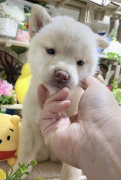 柴犬(標準サイズ)【京都府・女の子・2021年7月10日・白】の写真「可愛い女の子🌈」