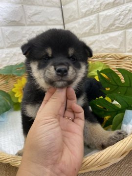 柴犬(標準サイズ)【京都府・女の子・2021年7月3日・黒】の写真「可愛いお顔の女の子🌈」